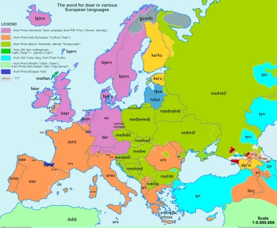 mateusz-zajac-3344 - wyraz "Niedźwieź" we wszystkich językach Europy

#jezyki 

#jezy...