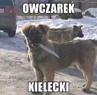 F.....d - Zobaczcie jakie mamy #psy w #Kielce

#heheszki