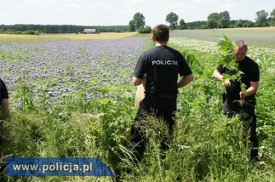 mikolaj-von-ventzlowski - @mikelo303: Zalegalizowaliby trawę to byłoby na plus. Na mi...