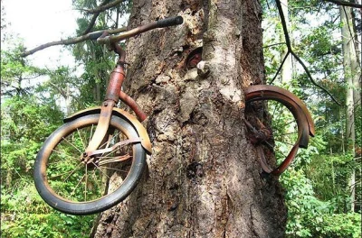 PacMac - Nie tylko broń i hełmy, rowery też rosną na drzewach,