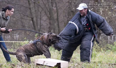 fuurikuuri - @alpaka: W zadnym stopniu nie jest to pies pitbullowaty.



@rissah: @ri...