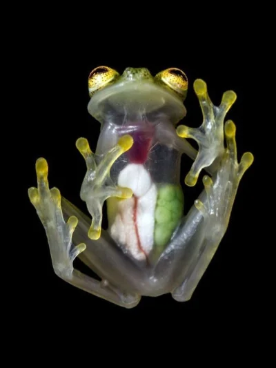 cheeseandonion - Szklana żaba

#zwierzaczki #ciekawostki #przyroda