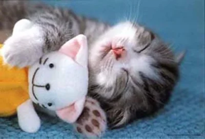 s.....i - #dobranoc #dobranocmikroby #koteknadobranoc #kotek #kot

Miłej nocy pełnej ...