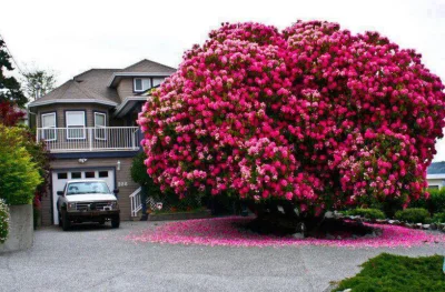 Niedowiarek - Rozrośnięty rododendron z reddita



#rosliny #botanika #reddit #rodode...