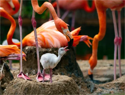l.....a - #zwierzaczki #ptaki #flamingi