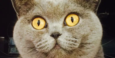 stan_rzeczy - Co ja pacze?
#koty #heheszki #smiesznypiesek #pokazkota