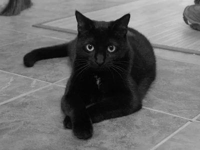 plackojad - Dzisiejszy dzień sponsoruje czarny #kot.
#koty #zwierzaczki #piatektrzyn...