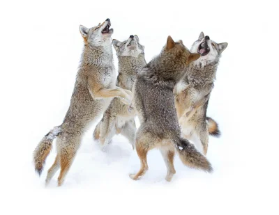 quiksilver - #wilki #wilkiboners #zwierzaczki