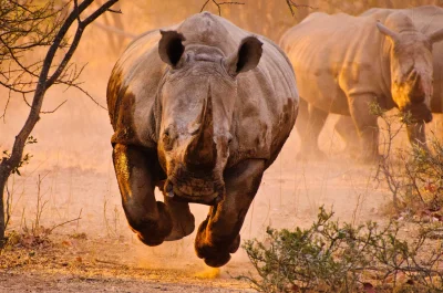 likk - Zamiast słów poranna porcja nosorożców ...



#zwierzeta #przyroda #nosorozce ...