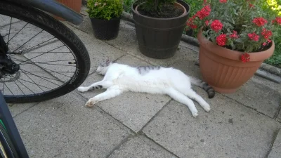 Solitary_Man - #pikselek #koty zmęczony TDF