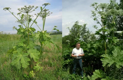 destabilizacja - Dostaliśmy już kiedyśj w prezencie jedno "Oxy tree"...