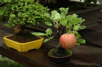 WuDwaKa - Jabłoń bonsai wydała pełnowymiarowy owoc ᶘᵒᴥᵒᶅ
#owoce #rosliny #bonsai #ci...