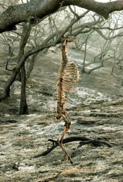 SokowirowkaNamietnosci - Jeleń zaklinował się między gałęziami podczas pożaru lasu