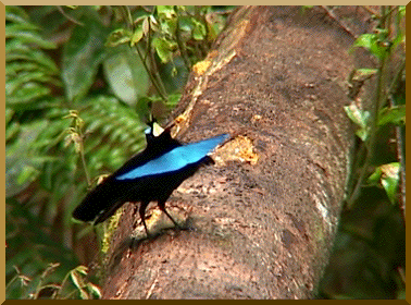 chrupek18 - Lophorina superba potrafi się zmieniać w śmiesznego ludzika z painta ( ͡°...