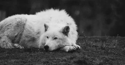 luuzik - Spokojny, leniwy wieczór 
#wilk #natura