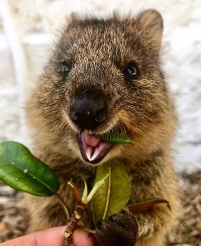 aloszkaniechbedzie - Jeszcze dziś egzotyczne klimaty i #quokkanadzis #quokka #dziendo...