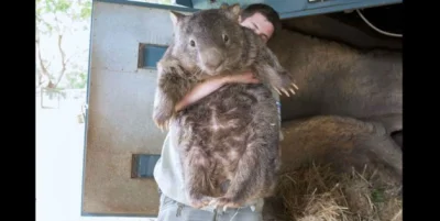 hatifnat - znaleziono najstarszarszego wombata który nie stracił dziewictwa!



http:...