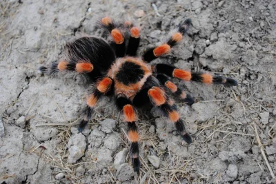 Brydzo - Piękny smithi
#ptaszniki #terrarystyka