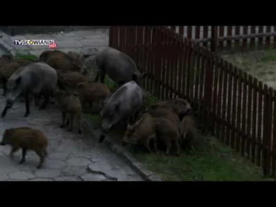 iron_idem - @lukenzi: jaka patologia? Dziki są porządne, nawet zabierają pasiaki na p...