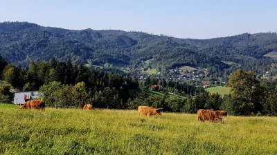 antekmuzykantek - W Wiśle na Cieńkowie się pasą.