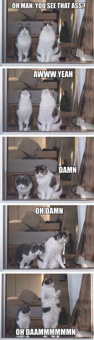 MrocznyPaszteciarz - Śmiechłem :)

#obrazki #humor #koty #siersciuchy