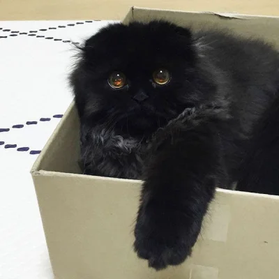 misthunt3r - "Ale jak to wychodź z pudełka?"
#koty #smiesznypiesek #smiesznykotek