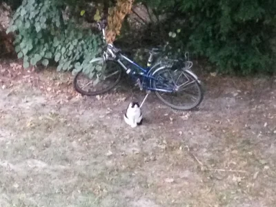 Vincenzo - Przyjechał na rowerze i siedzi pod moim balkonem. 

#koty