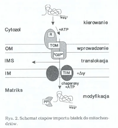 bioslawek - IMPORT BIAŁEK DO MITOCHONDRIÓW

http://kosmos.icm.edu.pl/PDF/1997/71.pd...