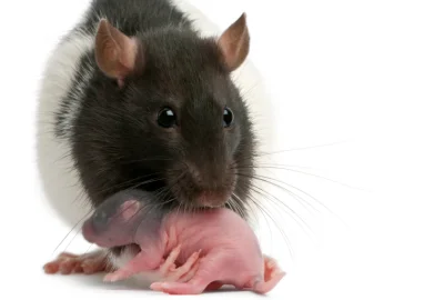 ostulemijo - #szczury #codziennyszczurek jakoś mało ich ostatnio :)