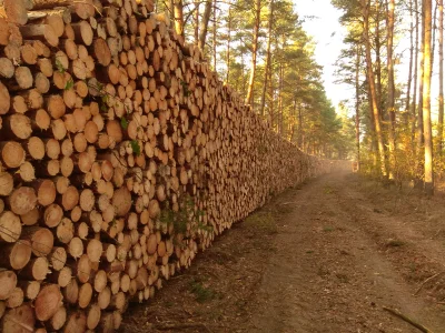 w.....k - W przyszłym roku grzybobranie będzie takie trochę inne ( ͡° ͜ʖ ͡°)