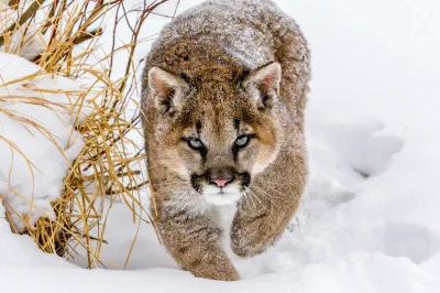 likk - Puma concolor cougar z okolic Parku Yellowstone 

#zwierzeta #zwierzaczki #f...