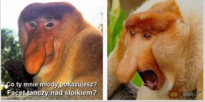 a.....1 - #heheszki #humorobrazkowy #nosacz #malpapolak