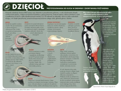 Lifelike - #nauka #biologia #przyroda #ornitologia #ptaki #ciekawostki #infografika #...