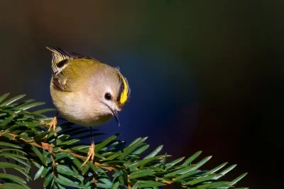 angelosodano - Mysikrólik zwyczajny (Regulus regulus)_
#vaticanouccello #vaticanowal...