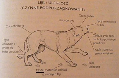 Etorfina - Piękna kompilacja sygnałów uspokajających wysyłanych przez psy w naszym ki...