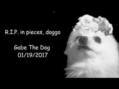 3edcvfr4 - #smiesznypiesek #gabe #gabethedog