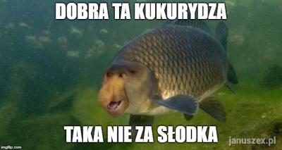 donadnrew - #humor #heheszki #polak #nosaczsundajski #nosacz #memy