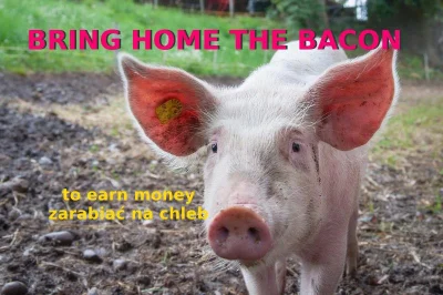 mandarin2012 - BRING HOME THE BACON - zarabiać na chleb

#idiomy #angielskizwykopem...