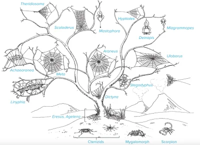 Lifelike - #nauka #biologia #arachnologia #pajaki #ciekawostki #graphsandmaps
źródło