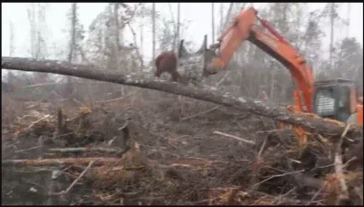 bioslawek - @IIGuardianII: Orangutan broni swojego domu

https://ujarani.com/430332