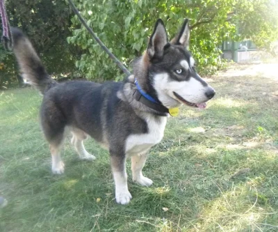 whoru - ja: mamo możemy mieć psa huskiego
mama: mamy huskiego w domu
husky w domu
...