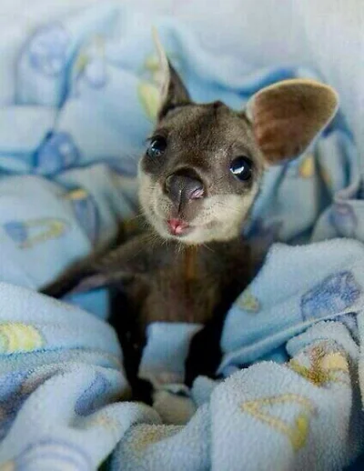 WaniliowaBabeczka - Niech mały kangurek umili wam wieczór :3
#zwierzaczki #kangury #c...