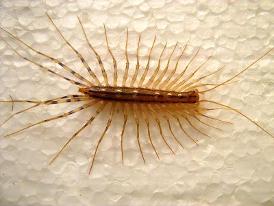 sporysz - @4ntymateria: Scutigera coleoptrata?