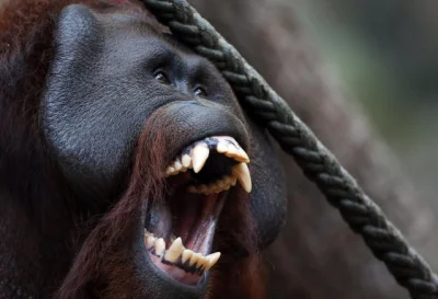 Dacjan - @dzikrk: Orangutany są głownie roślinożerne a mają zęby jak drapieżniki!