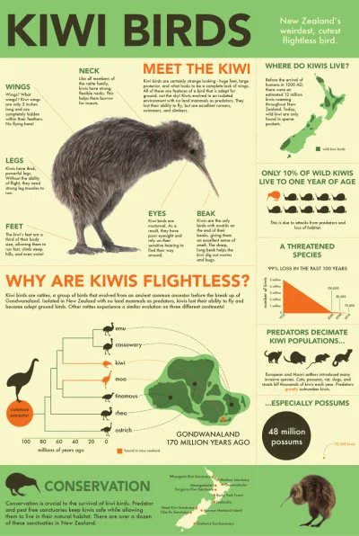 Lifelike - #nauka #biologia #ornitologia #ptaki #kiwi #nowazelandia #infografika #gra...