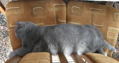 fstab - Kot Czesław na dwóch krzesłach.

#pokazkota #koty #kotczeslaw