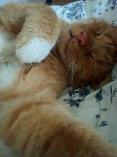 P.....s - Mój kot robi sobie selfie, że niby śpi :/ Co ta młodzież.
#kot