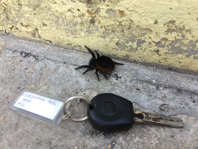 maggu - Wie ktoś może co to za pająk? 
#grecja #wakacje #pajaki