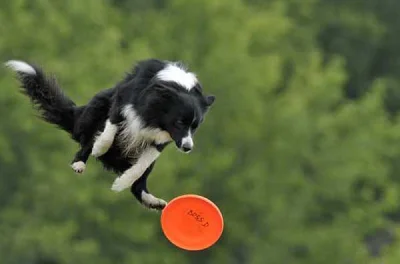 xbonio - #psy #bordercollie
Hej, rozważam zakup takiego psa i zastanawiam się jak so...