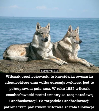 Greebo - > @misja_ratunkowa: to, że odróżnić dorosłego wilka od psa byłby w stanie na...